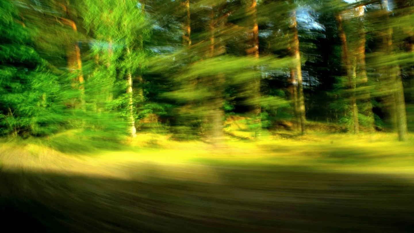 Wald_in_Bewegung